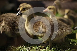 Cute ducks,Â Group of little yellow ducklings, Household